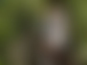 From the mystical boulders of The Baths to the lush trails of Sage Mountain, the BVI’s national parks are natural treasures. Let me help you explore the wild side of paradise!🌊 #BVI #BritishVirgin...