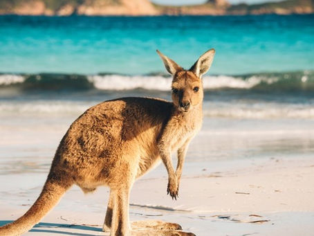 Even kangaroos know how to chill—beach vibes and Aussie sunshine make the perfect combo! Discover Australia’s wild side where nature and relaxation meet. #BeachBums #AustraliaWildlife #TravelAustra...