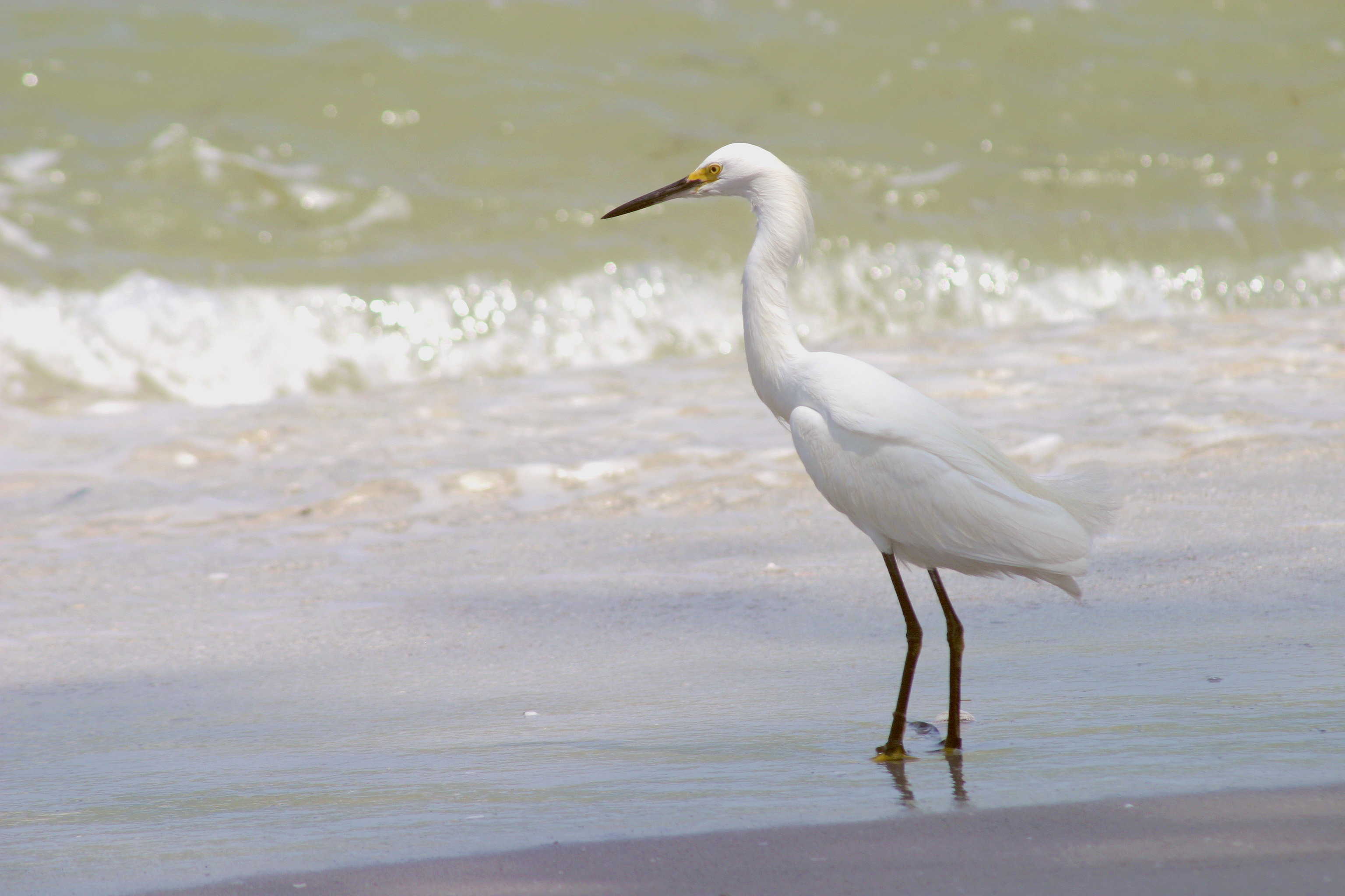 Egret