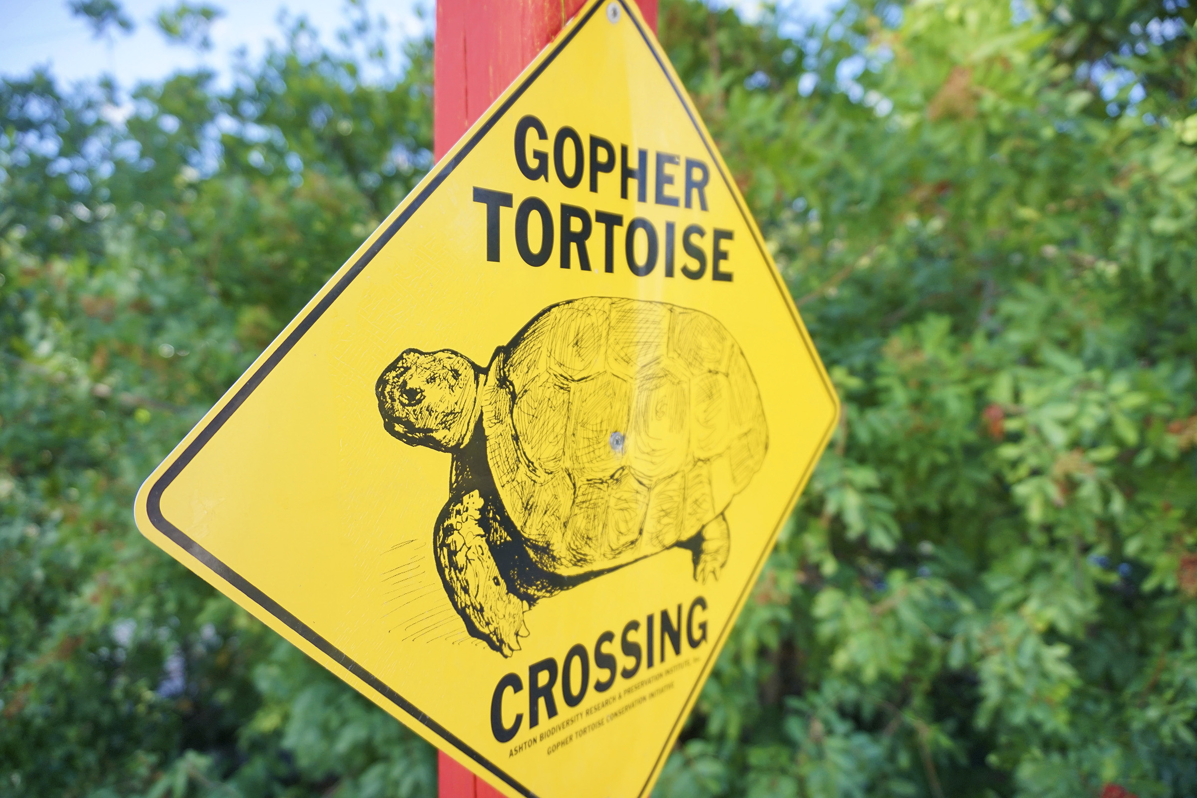 Gopher Tortoise