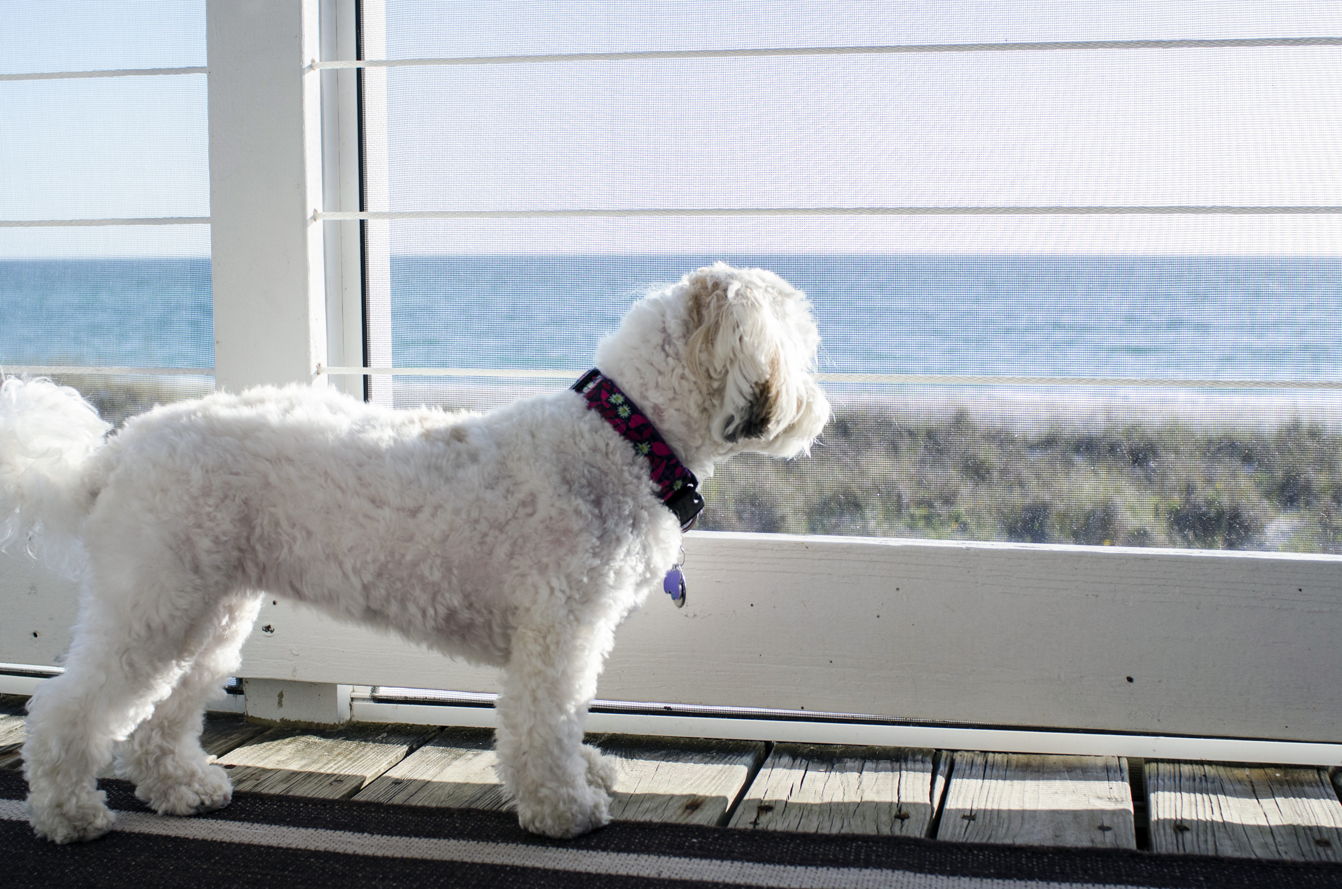 Sadie looks on
