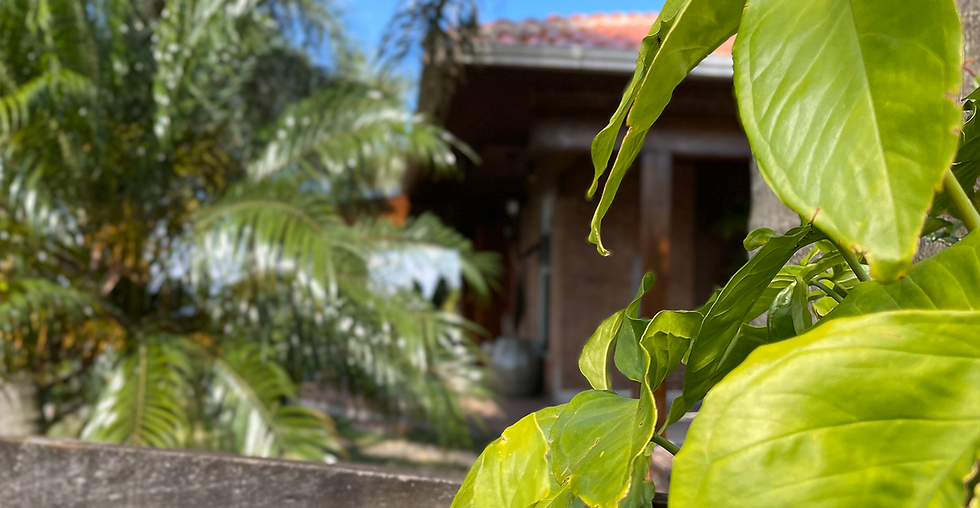 Folhas verdes em destaque com uma casa ao fundo desfocada, cercada por palmeiras sob céu azul.