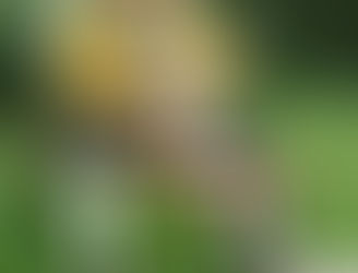 About Regional Meetings, a Special Announcement