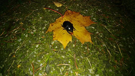 Käfer.jpg
