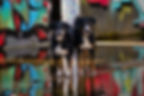 DSC_3264 Rosie & Taivas.jpg