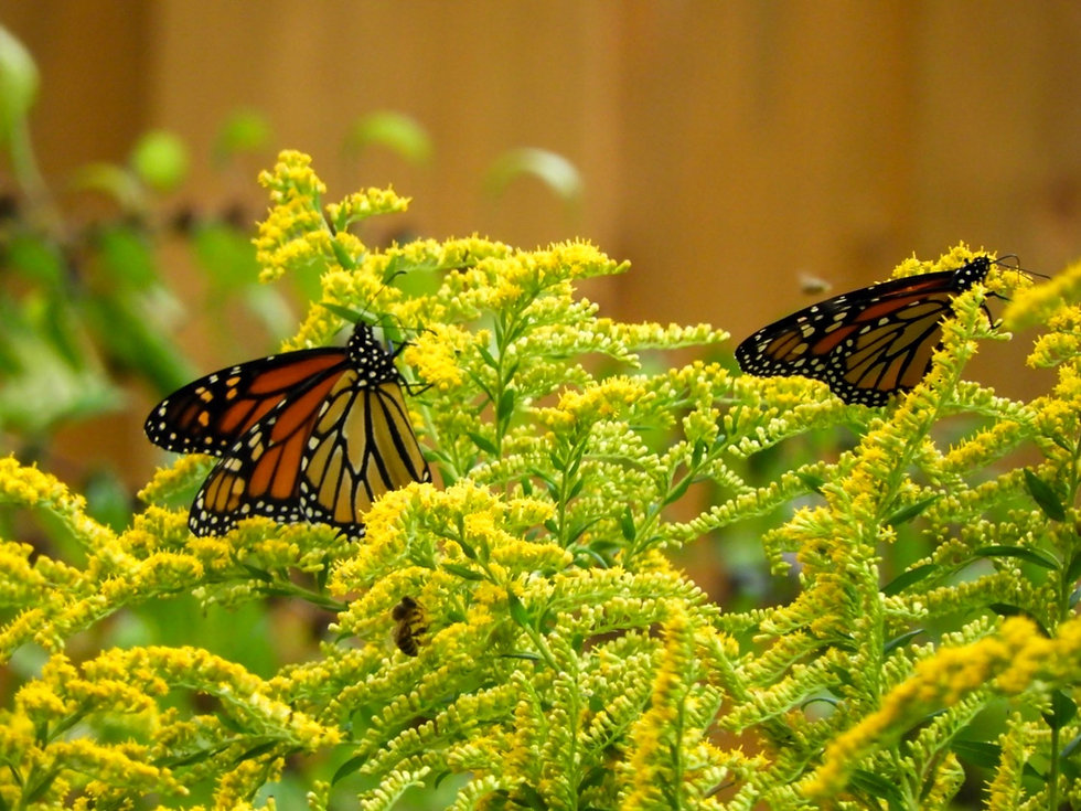Monarch goldenrod.jpeg