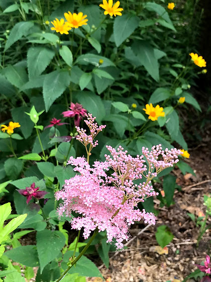 IMG_2047.jpeg