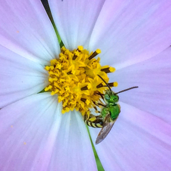 To bee cosmos.jpeg