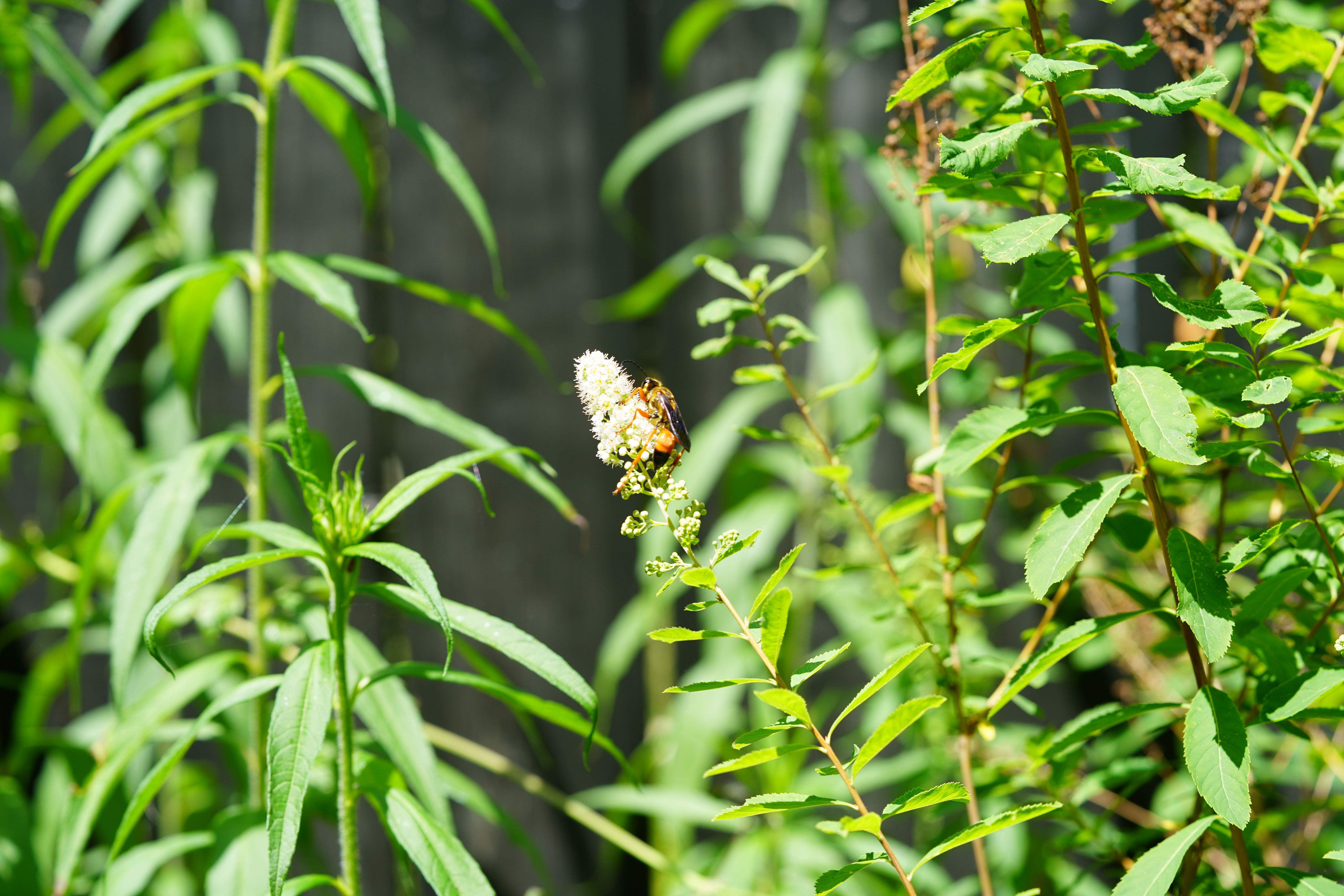 Meadowsweet,  Spirea Alba