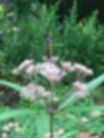 (Spotted) Joe Pye Weed (Eupatorium maculatum)