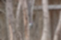 Woodpecker RH.jpeg