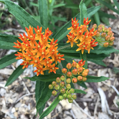 Butterfly Milkweed