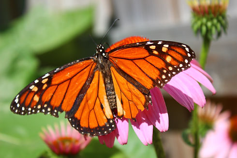 Monarch big.jpeg