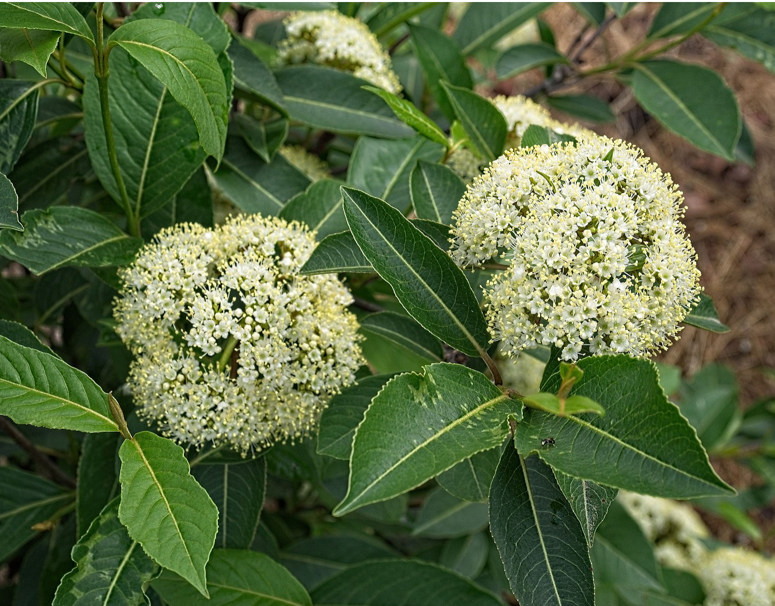 Witherod, Viburnum Cassinoides