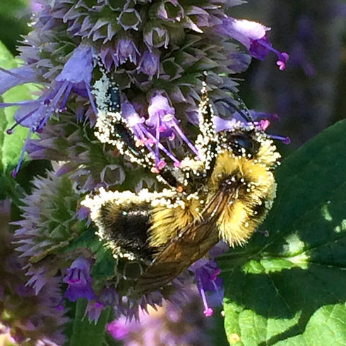 bee pollen hyssop.jpeg