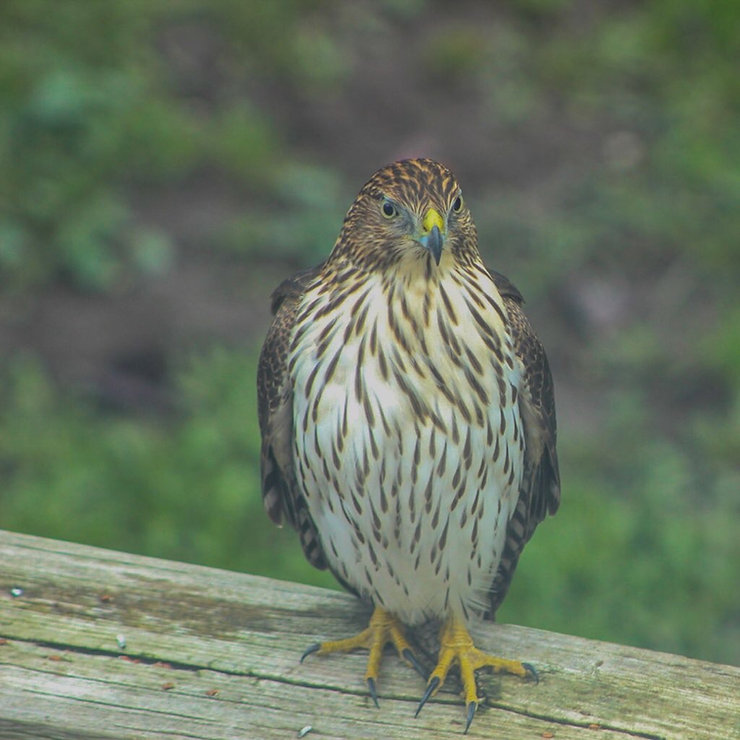 young hawk.jpeg