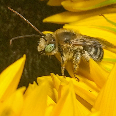 bee.jpeg