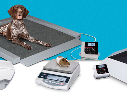 Key Features of Animal Scales