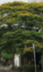 Início da florada de 2018 da Sibipiruna