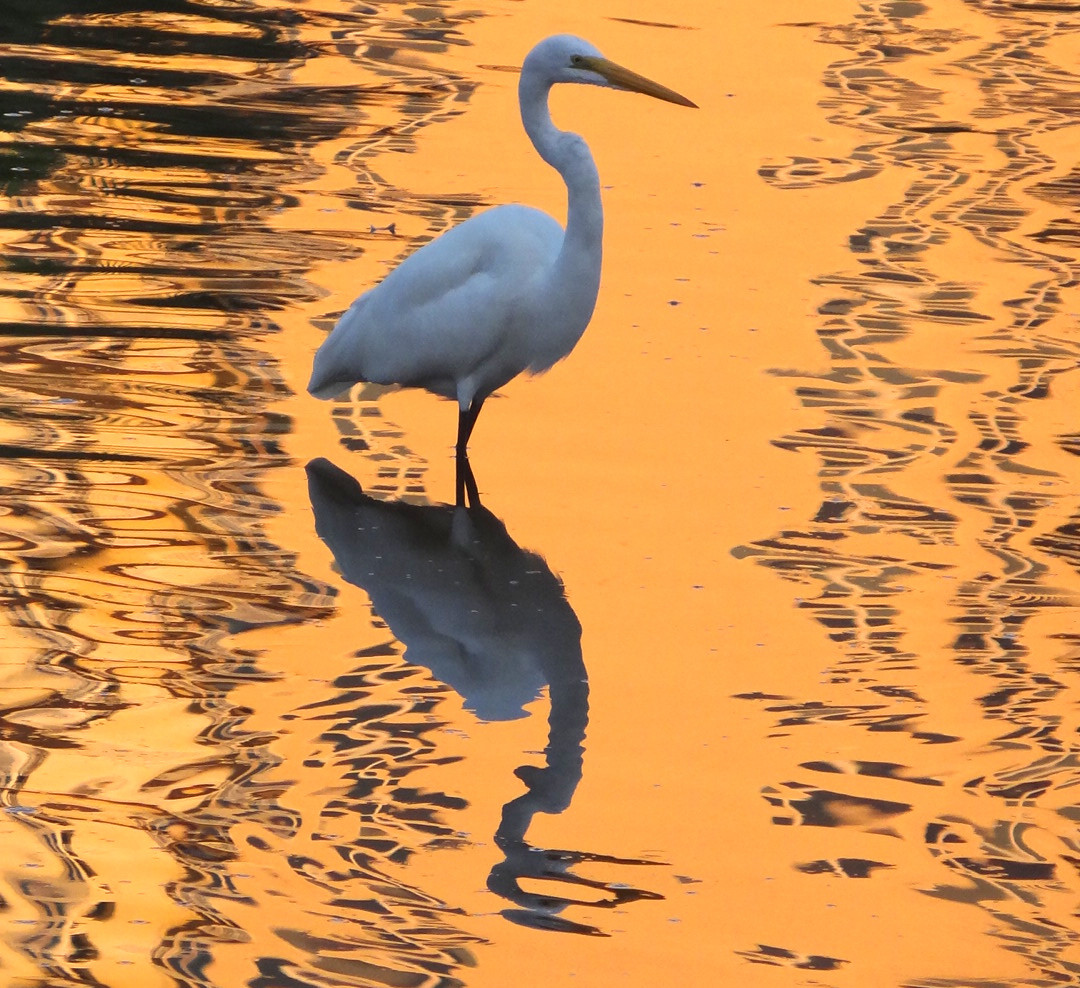 Nature Photography