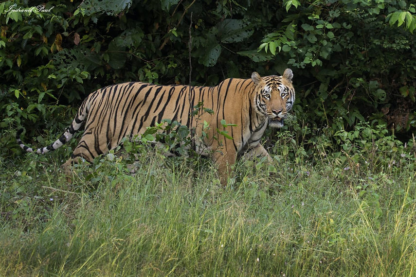 tiger of tadoba.jpeg