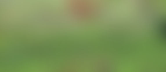 Exploring Maharashtra’s Wild Side in Tadoba National Park