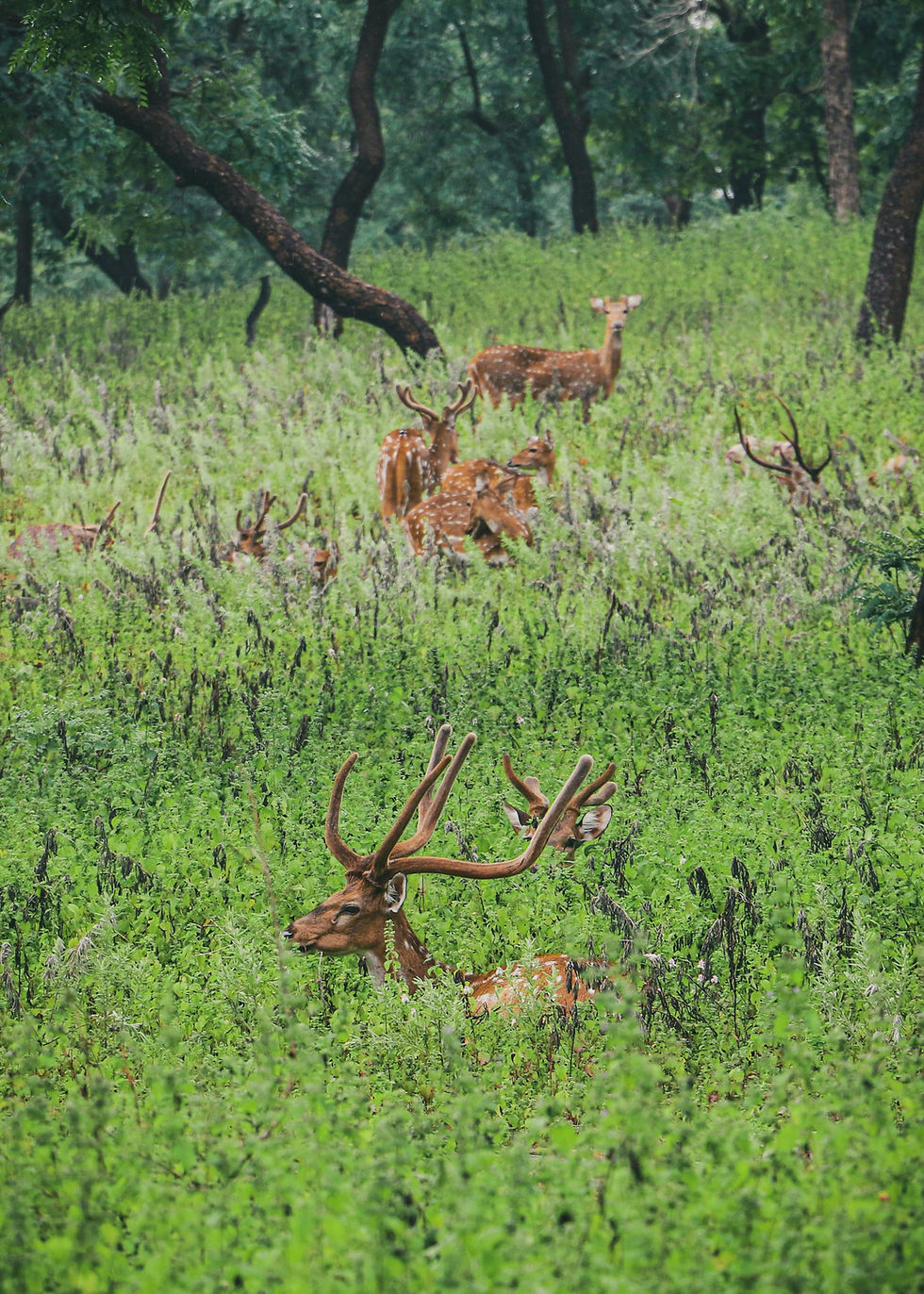 Exploring Maharashtra’s Wild Side in Tadoba National Park