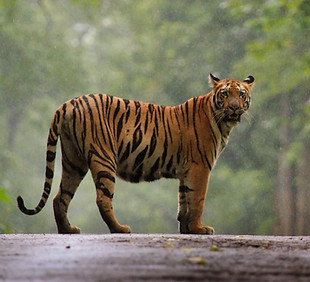 tadoba national park.jpeg