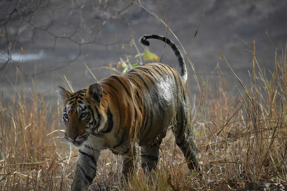 Best Time to Visit Tadoba Tiger Reserve