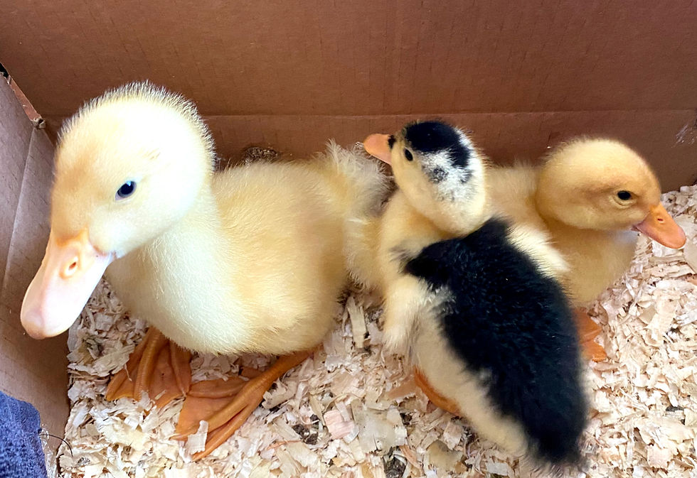 Ducks in a Row