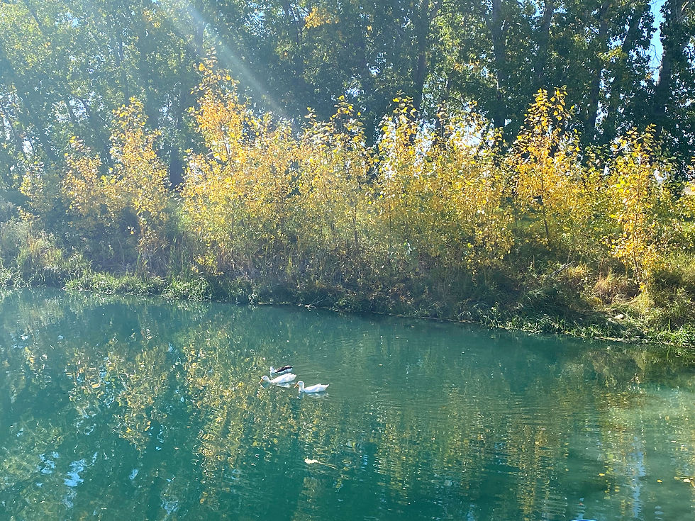 The ducks swimming in the sunlight.