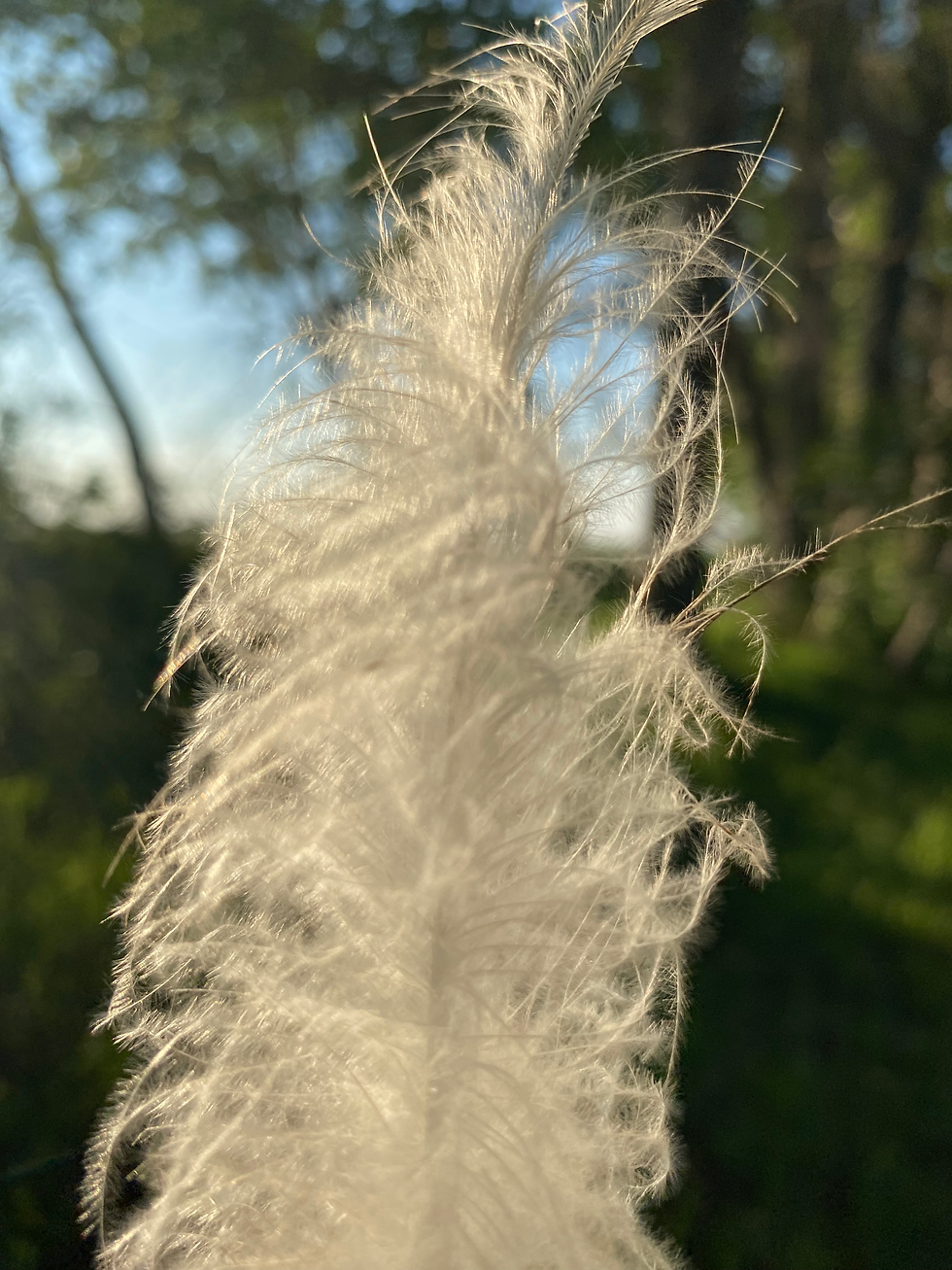 White feather outdoors, sunlight