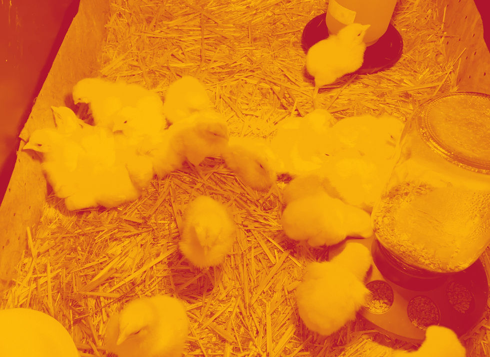 Baby chicks and turkeys, stinking it up!