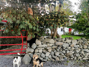 Meet the Animals