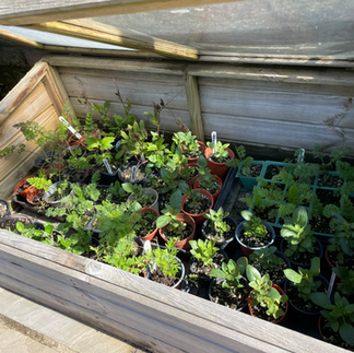 Mature seedlings hardening off in a cold frame