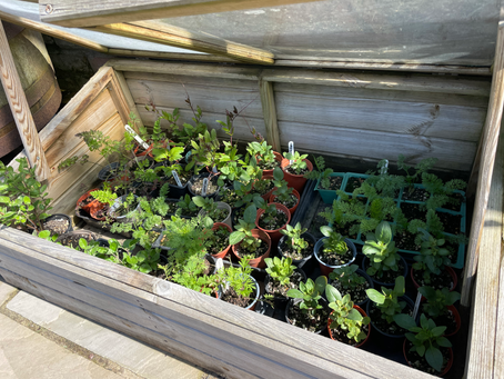 Seed Sowing Frenzy - how to cope!