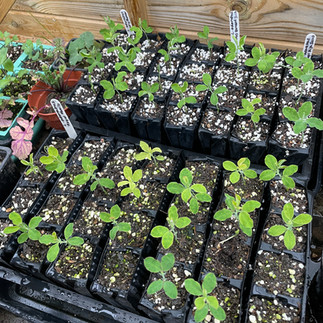 Sweet peas in root trainers