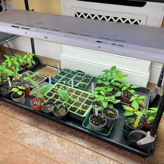 seedlings under a Grow-light in a hallway
