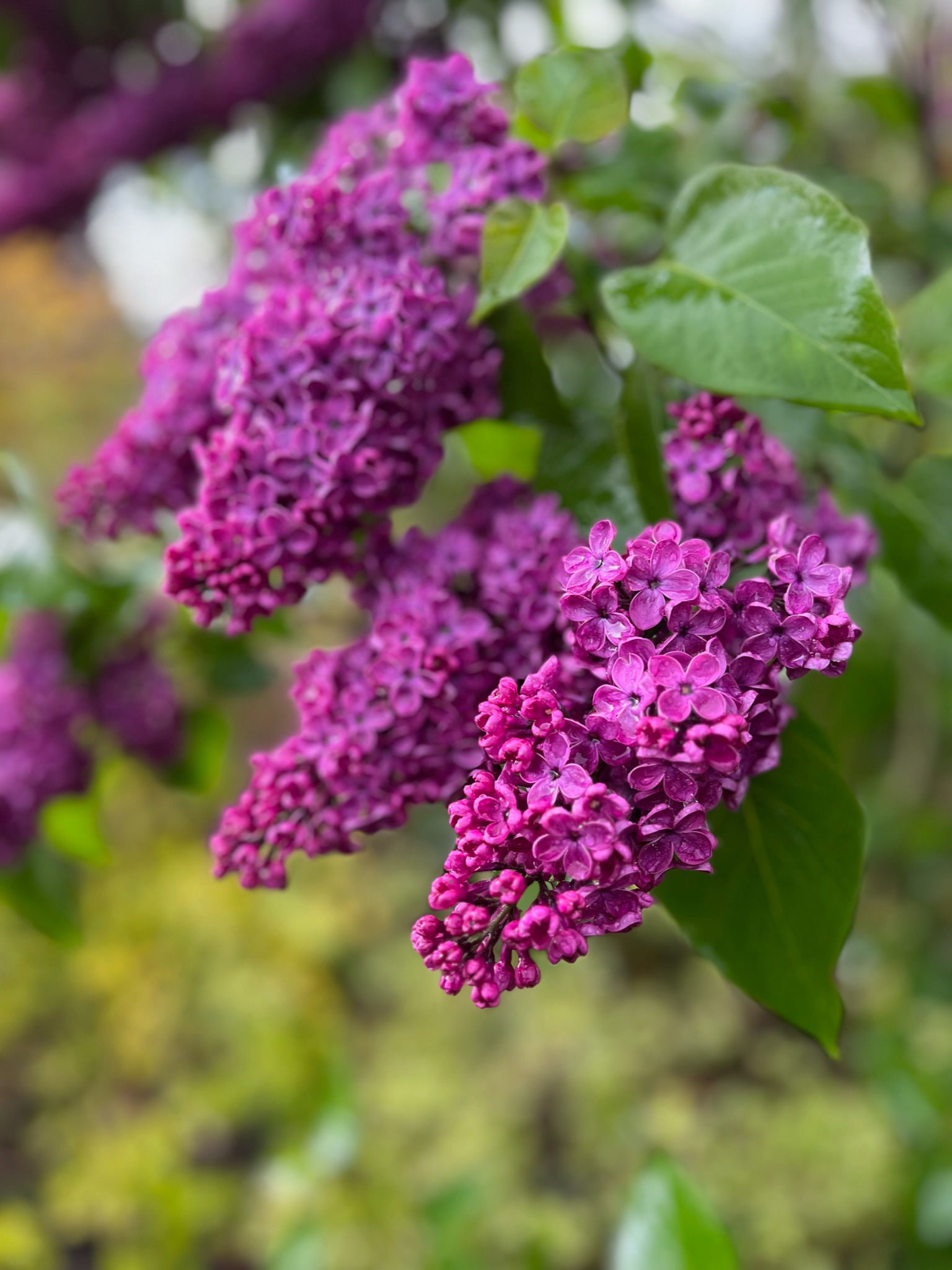 Purple lilac in flower
