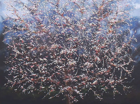 ARBRE ROUGE 101 CAEN