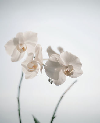 White orchids on a grey background symbolizing growth from distress