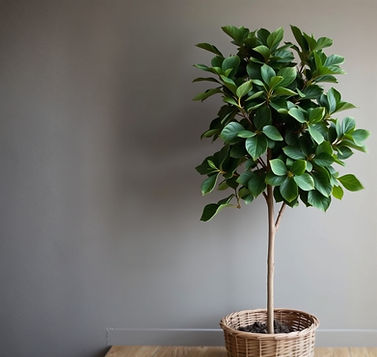 Lush green ficus tree in woven basket symbolizing growth and calm in the therapeutic process