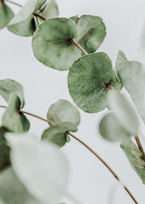 Eucalyptus leaf on white background symbolizing hope and growth
