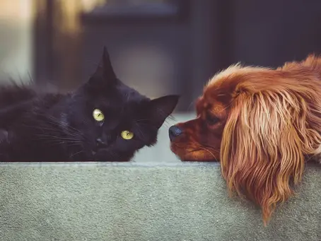 The Secret to Holistic Pet Care: How Natural Supplements Can Transform Your Pet's Life