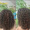 Thumbnail: Short glueless human hair