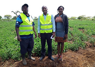 Tomato Farming Kimani.jpeg