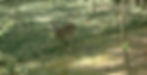 Watchful Deer
