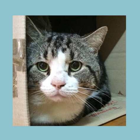 How Do You Know If Your Cat Is Depressed?