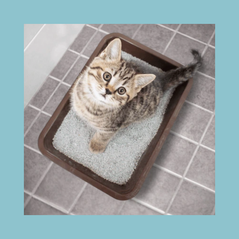 What to do if your cat is not using the litter tray