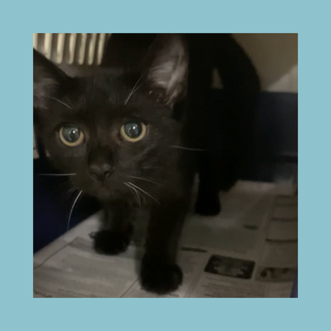 Debunking Animal Shelter Myths